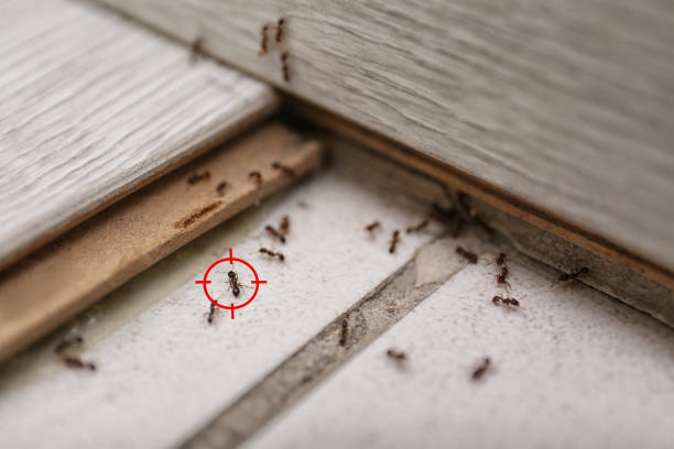 Best Affordable Pest Control Services  in Madisonville, TN