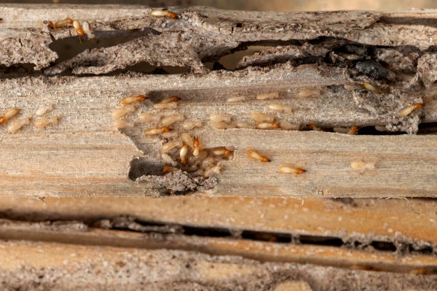 Best Pest Control for Restaurants  in Madisonville, TN